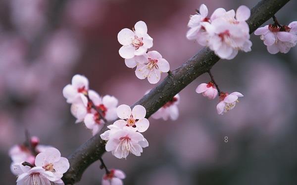 香豌豆花语是什么 都有哪些寓意 香豌豆花语是什么 都有哪些寓意