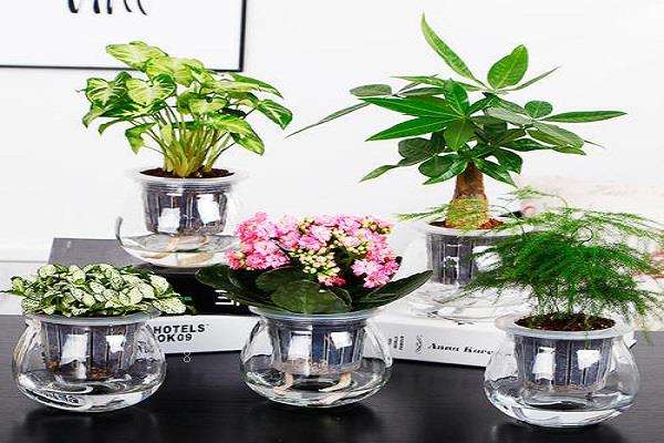 水培植物有哪些 水培图片欣赏 水培植物有哪些 水培图片欣赏