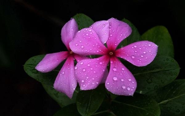 春天阳台上适合种什么蔬菜 春天阳台上适合种什么蔬菜