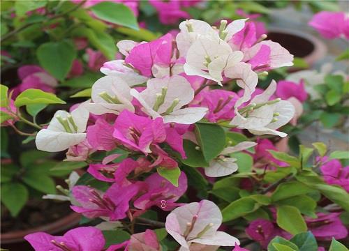 花上有腻虫用什么方法去除（腻虫除了药还有什么小妙招）