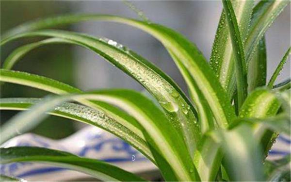 吊兰怎么浇水 浇水过多怎么办