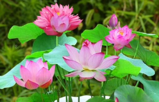 矮牵牛花如何养殖 有哪些注意事项