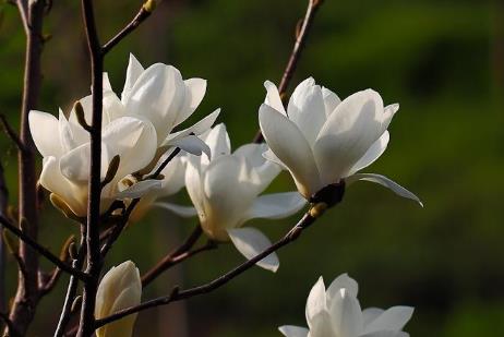 胡杨树的花语和寓意是什么 胡杨树的花语和寓意是什么