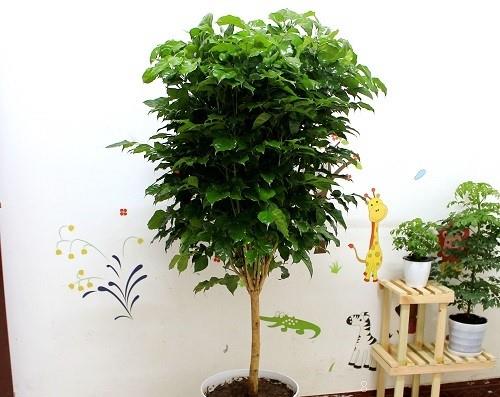 幸福树喜光吗 喜阴还是喜欢阳光