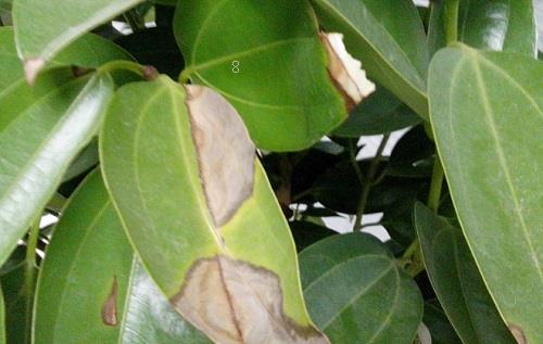 米兰花叶子干枯怎么办 米兰花叶子干枯怎么办