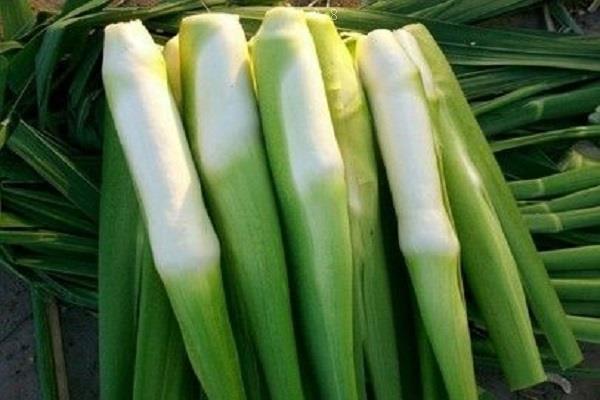 常见的养在水里的植物有哪些