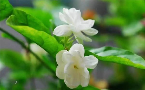 室内种什么植物最好 这6种既好养又耐看 室内种什么植物最好 这6种既好养又耐看