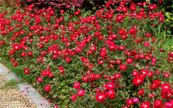 芙蓉花为什么开花蔫 叶子蔫了怎么办 芙蓉花为什么开花蔫 叶子蔫了怎么办