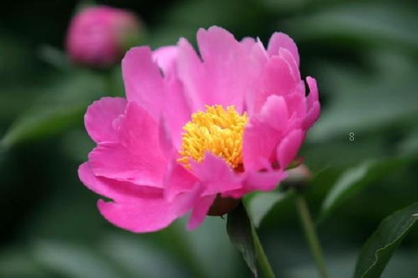 送男生什么花好 哪些花有特别的含义 送男生什么花好 哪些花有特别的含义