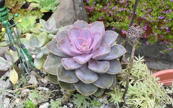 四季常青又耐寒的花有哪些 四季常青又耐寒的花有哪些