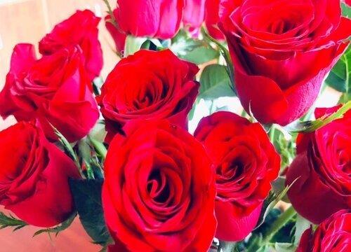 红色玫瑰花语是什么意思（9朵、19红玫瑰寓意和象征）