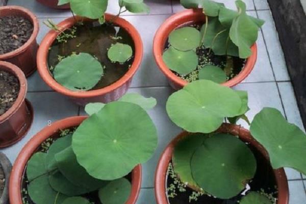 一叶莲能养多久 是一年生植物吗 一叶莲能养多久 是一年生植物吗