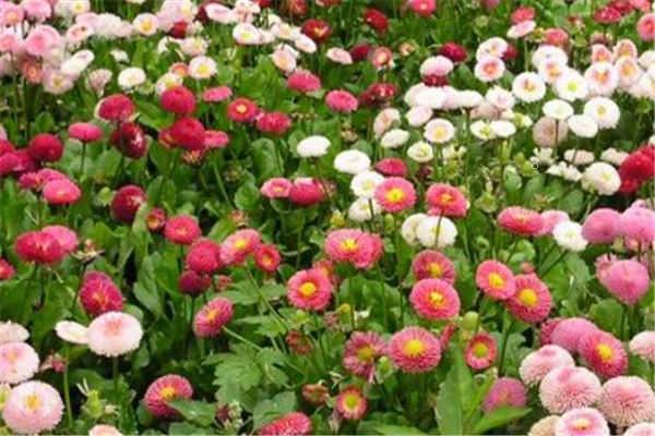 栀子花花语是什么 有哪些寓意象征 栀子花花语是什么 有哪些寓意象征