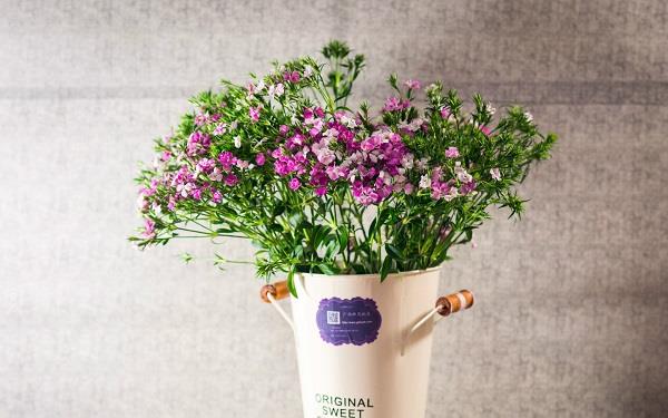 相思梅的花语是什么 有哪些寓意