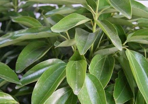 米兰花叶子干枯怎么办 米兰花叶子干枯怎么办