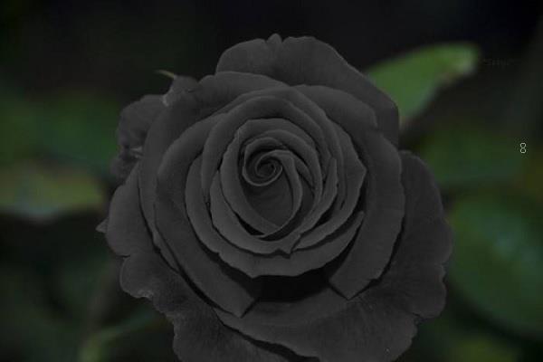 樱花的花语及寓意 适合送给谁