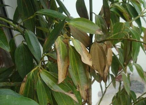 米兰花叶子干枯怎么办 米兰花叶子干枯怎么办