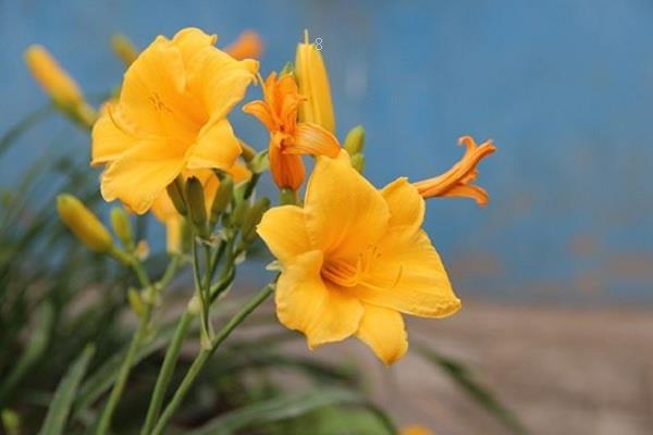 朋友生日送什么花合适 哪些花可以代表友谊 朋友生日送什么花合适 哪些花可以代表友谊
