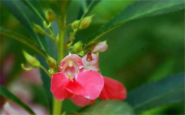 湖南哪里有卖绿植的 什么地方卖绿植便宜 湖南哪里有卖绿植的 什么地方卖绿植便宜