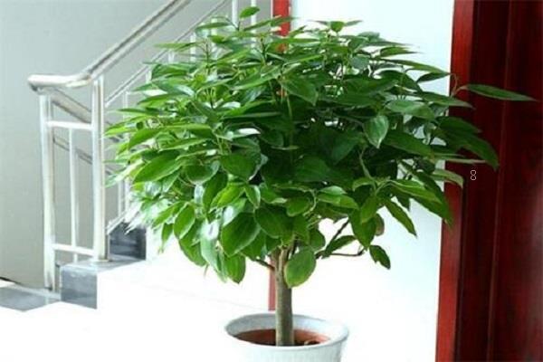 太平花烂根了怎么办 根烂怎么处理能救活 太平花烂根了怎么办 根烂怎么处理能救活