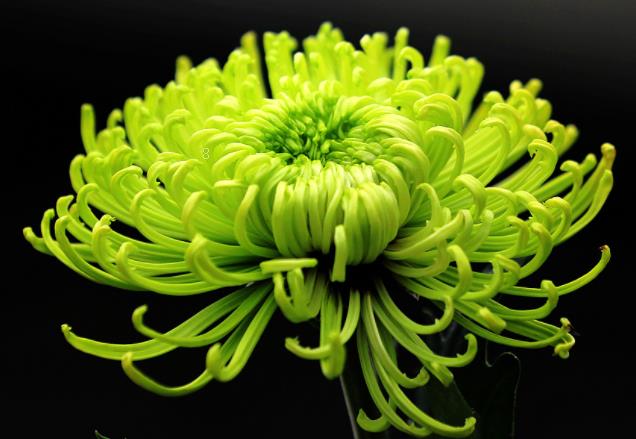 重阳节应该送什么花 适合重阳节送人的花卉有哪些 重阳节应该送什么花 适合重阳节送人的花卉有哪些