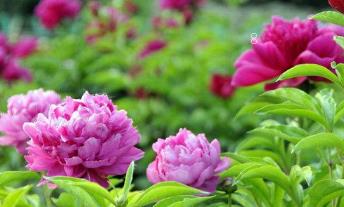 芒果需要什么样的生长环境 芒果养殖技巧