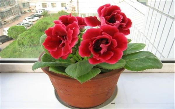 芙蓉花怎样养好 养殖方法大全 芙蓉花怎样养好 养殖方法大全