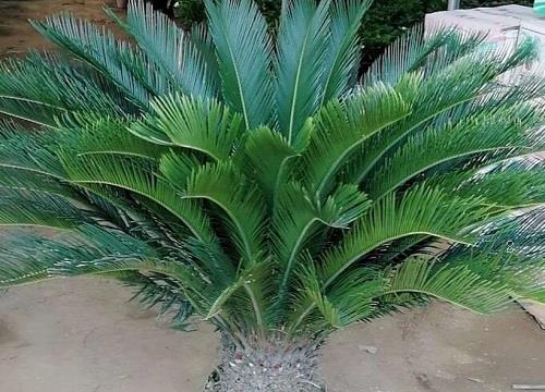 铁树放在哪里风水最好（家里面铁树摆放位置及风水讲究）