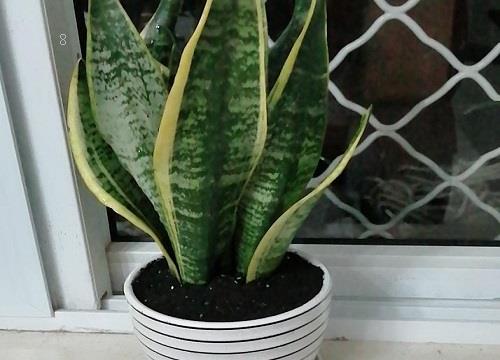 虎皮兰怎么养爆盆