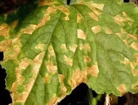 10月可以种植哪些蔬菜 应该注意些什么