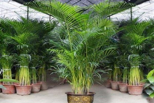 什么植物有助睡眠 可以放在卧室里的植物 什么植物有助睡眠 可以放在卧室里的植物