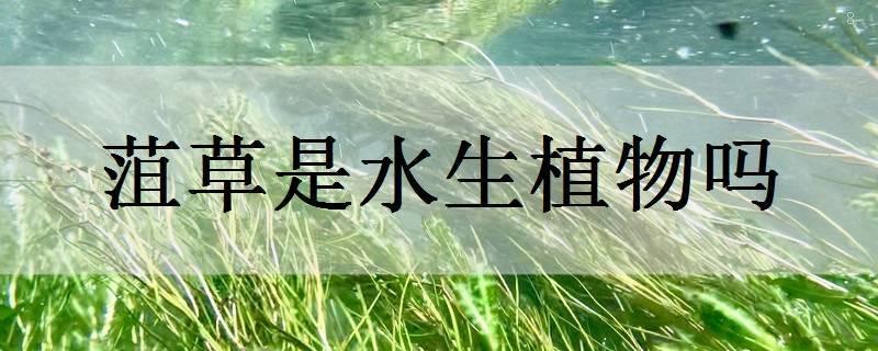 水盾草是水生植物吗 水盾草是水生植物吗