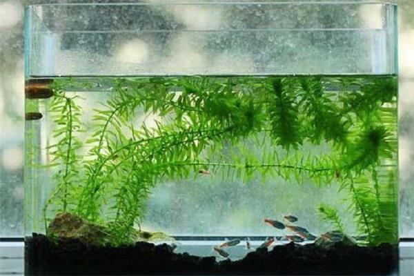 什么是水培植物 水培方法整理