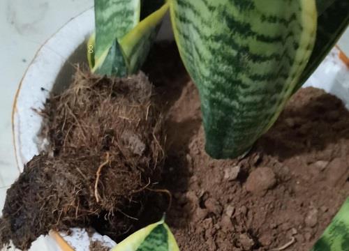 虎皮兰怎么养爆盆