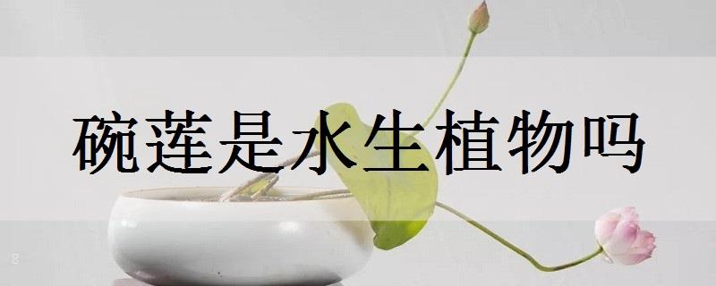 为什么睡莲光长叶不开花原因和处理方法 为什么睡莲光长叶不开花原因和处理方法