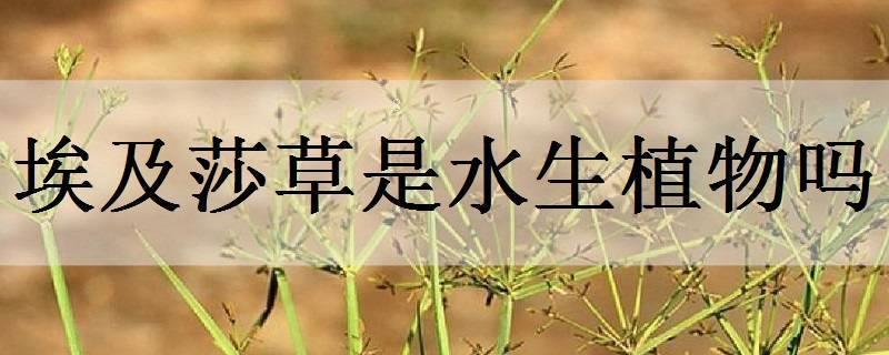 亚马逊王莲是水生植物吗