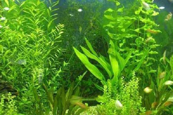 养一叶莲的风水说法有哪些 养一叶莲的风水说法有哪些