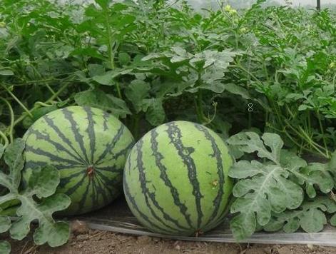 苦苣菜日光温室栽培技术 病虫害怎么防治 苦苣菜日光温室栽培技术 病虫害怎么防治