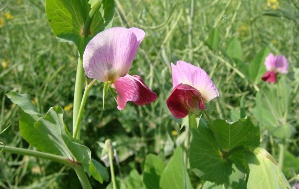 粉色郁金香花语 粉色郁金香有哪些象征 粉色郁金香花语 粉色郁金香有哪些象征