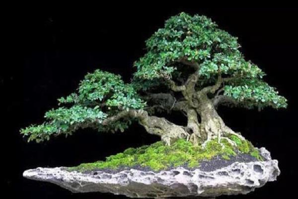 家里适合养什么植物花 有哪些好处 家里适合养什么植物花 有哪些好处