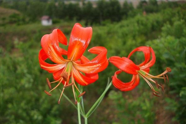 灯珠花烂根了怎么办 根烂怎么处理能救活 灯珠花烂根了怎么办 根烂怎么处理能救活