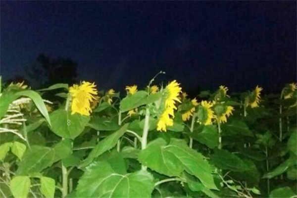 白羊座的幸运花和幸运植物是什么 白羊座的幸运花和幸运植物是什么