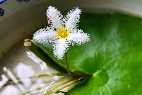 野慈姑是水生植物吗 野慈姑是水生植物吗