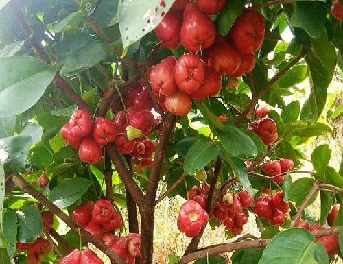 花椒落果是什么原因造成的
