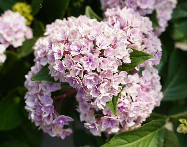 丁香花叶子蔫了怎么办 打蔫原因及补救方法 丁香花叶子蔫了怎么办 打蔫原因及补救方法