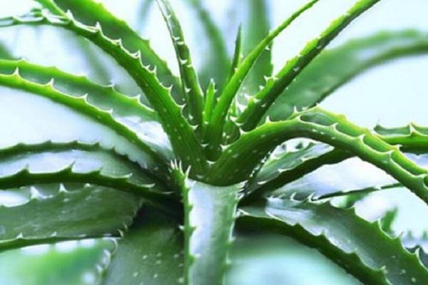 盆栽植物如何施肥 施肥注意事项 盆栽植物如何施肥 施肥注意事项