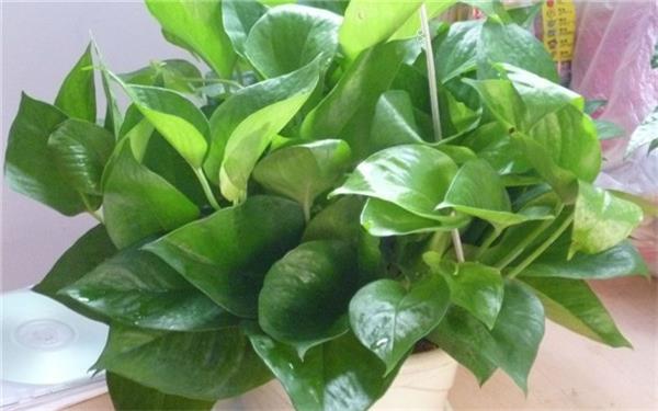 水培植物怎么养 用什么水好 水培植物怎么养 用什么水好