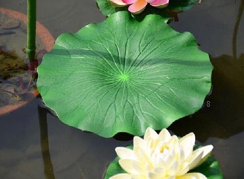 一叶莲没根能活吗 有叶无根能栽活吗 一叶莲没根能活吗 有叶无根能栽活吗