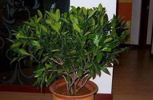 吊兰叶子下垂怎么办 吊兰叶子下垂怎么办