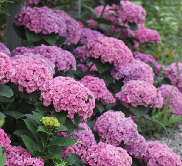 丁香花叶子蔫了怎么办 打蔫原因及补救方法 丁香花叶子蔫了怎么办 打蔫原因及补救方法